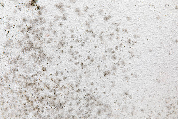 Mold Remediation for Vacation Homes in Crossville, AL